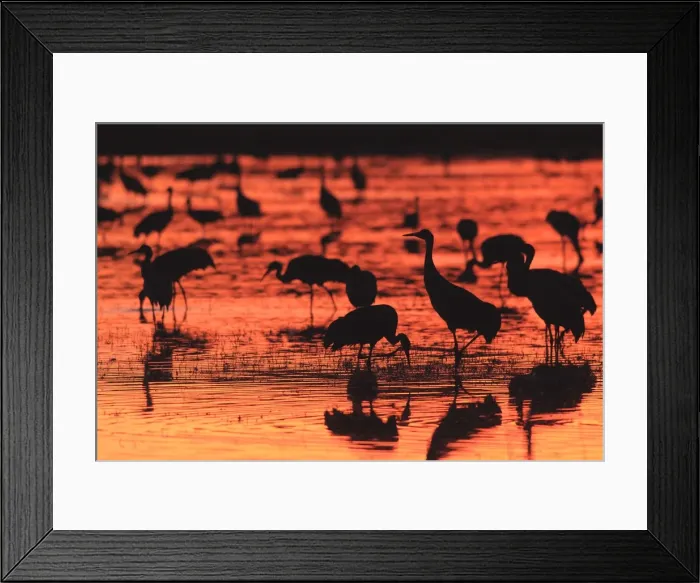 Framed Print : Picture No. 10888646 Framed Print : Picture No. 10888646