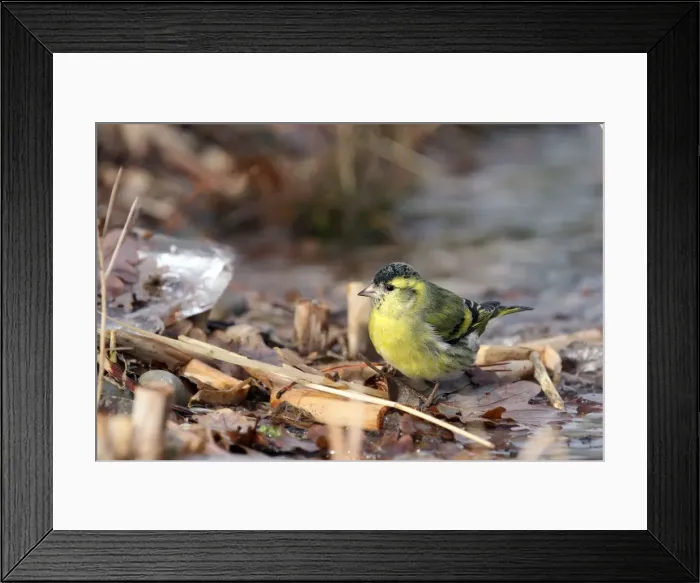 Framed Print : Picture No. 10888445