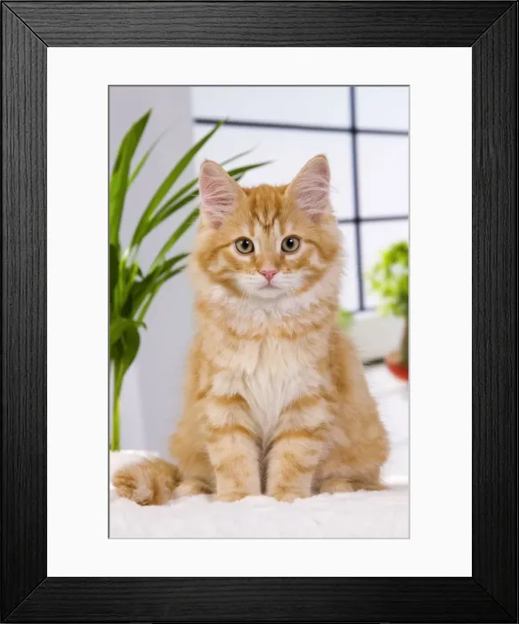 Framed Print : Picture No. 10888832 Framed Print : Picture No. 10888832
