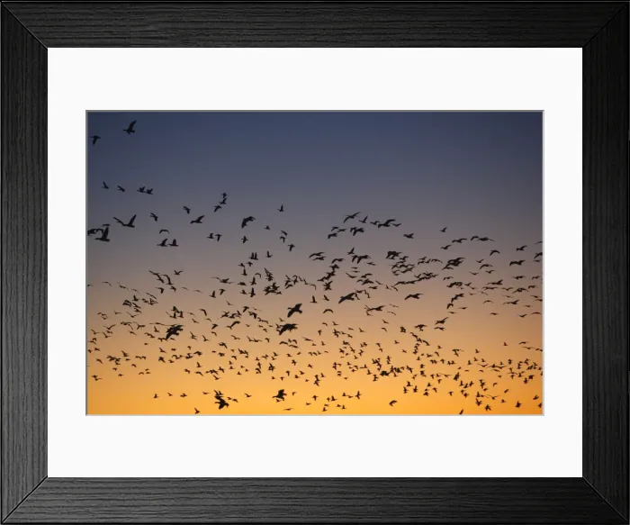 Framed Print : Picture No. 10888653