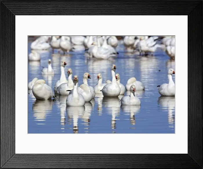 Framed Print : Picture No. 10888658 Framed Print : Picture No. 10888658