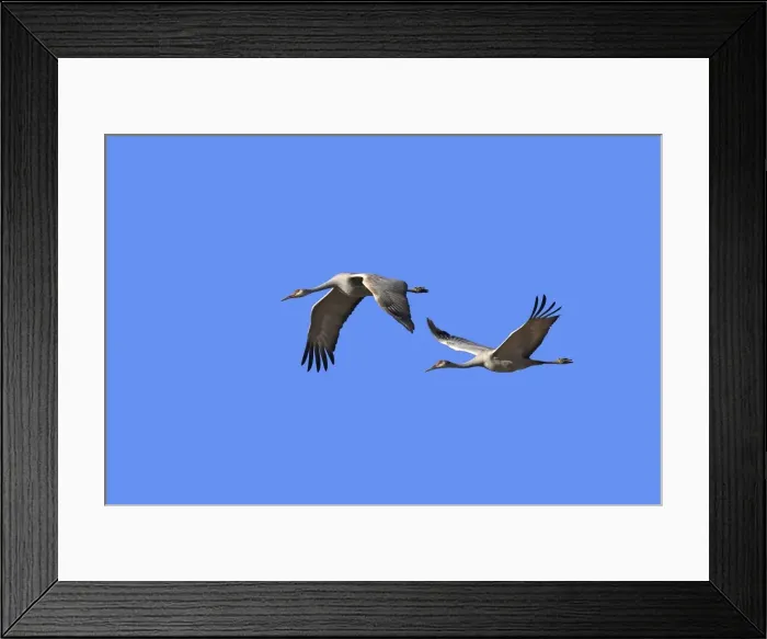 Framed Print : Picture No. 10888647 Framed Print : Picture No. 10888647