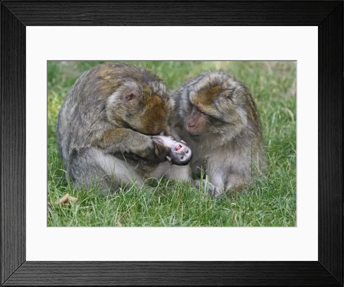 Framed Print : Picture No. 10888455 Framed Print : Picture No. 10888455