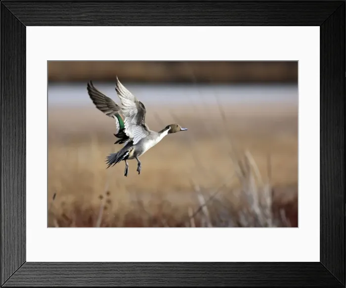 Framed Print : Picture No. 10888665 Framed Print : Picture No. 10888665