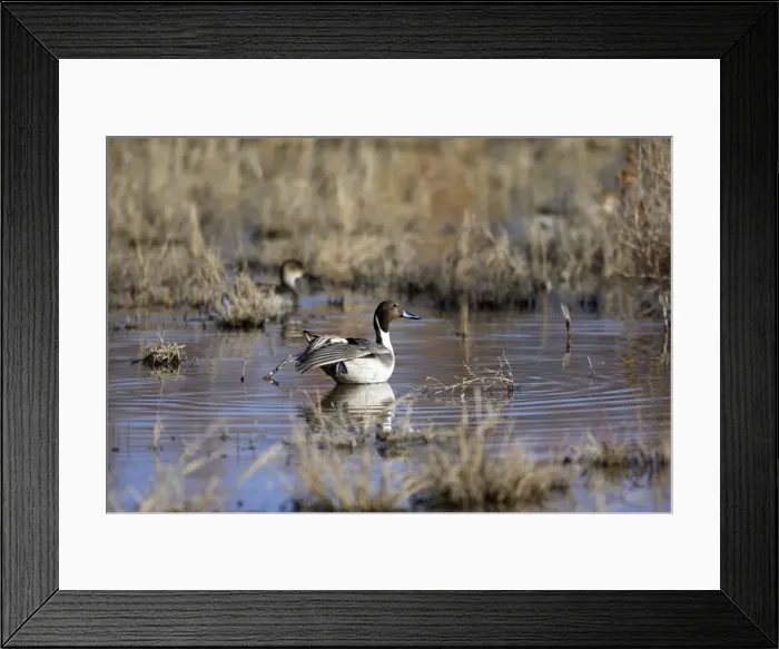 Framed Print : Picture No. 10888667 Framed Print : Picture No. 10888667