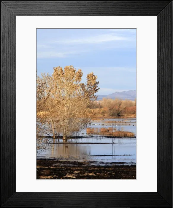 Framed Print : Picture No. 10888659 Framed Print : Picture No. 10888659