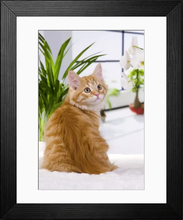 Framed Print : Picture No. 10888834 Framed Print : Picture No. 10888834