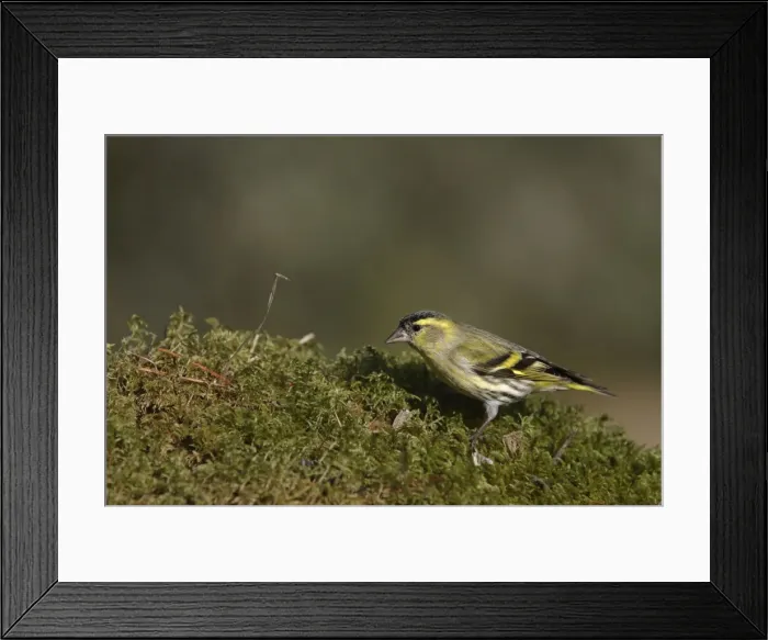 Framed Print : Picture No. 10888448 Framed Print : Picture No. 10888448