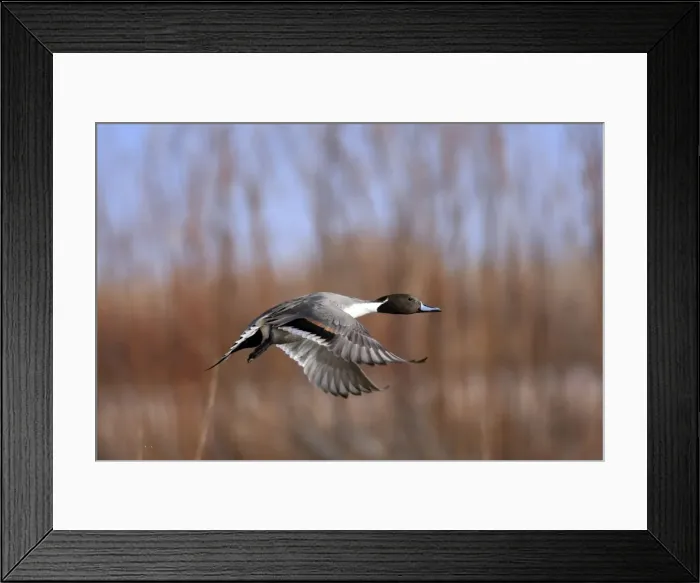 Framed Print : Picture No. 10888666 Framed Print : Picture No. 10888666