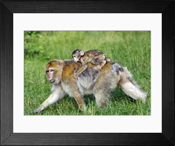 Framed Print : Picture No. 10888468 Framed Print : Picture No. 10888468