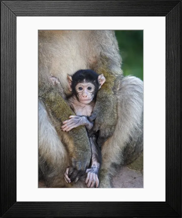 Framed Print : Picture No. 10888473 Framed Print : Picture No. 10888473