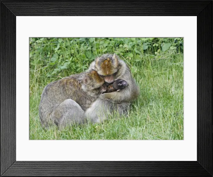 Framed Print : Picture No. 10888463 Framed Print : Picture No. 10888463