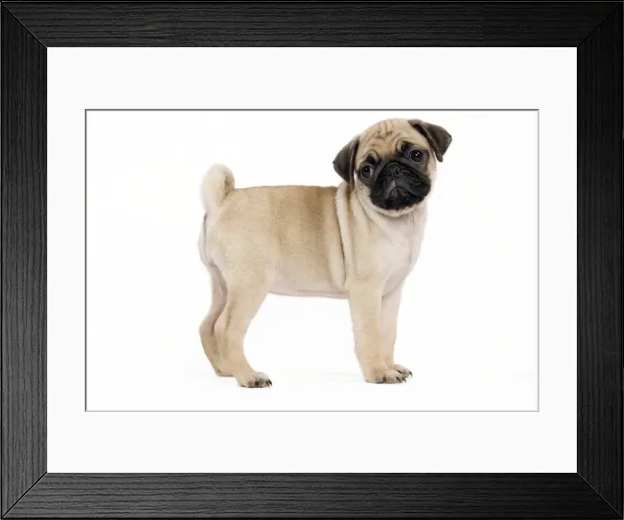 Framed Print : Picture No. 10888800 Framed Print : Picture No. 10888800