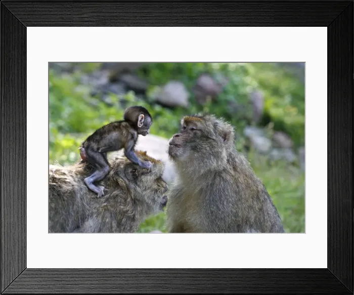 Framed Print : Picture No. 10888471 Framed Print : Picture No. 10888471
