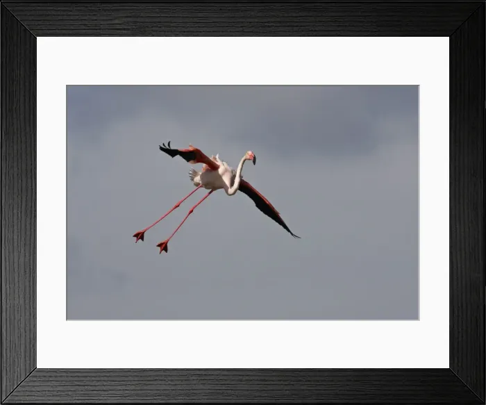 Framed Print : Picture No. 10888494 Framed Print : Picture No. 10888494