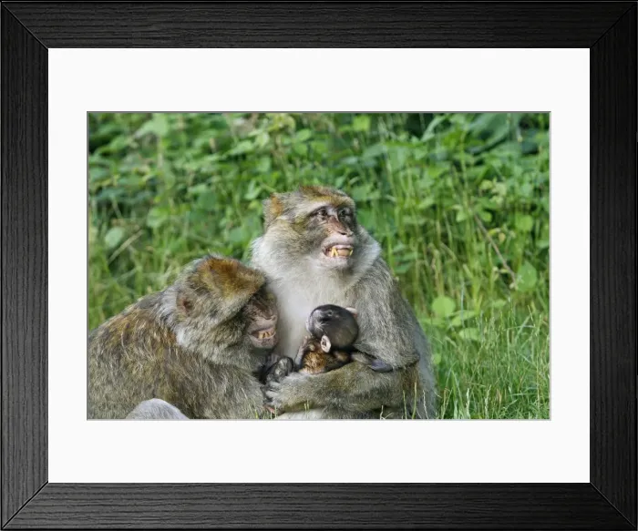 Framed Print : Picture No. 10888465 Framed Print : Picture No. 10888465