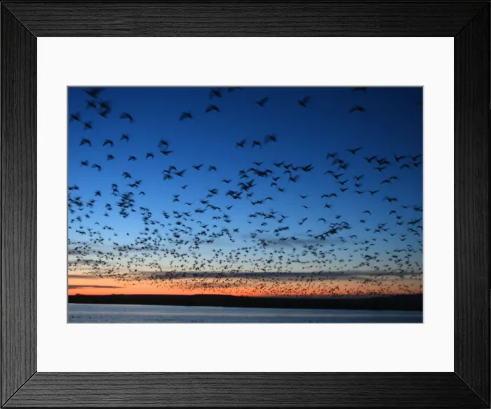 Framed Print : Picture No. 10888676