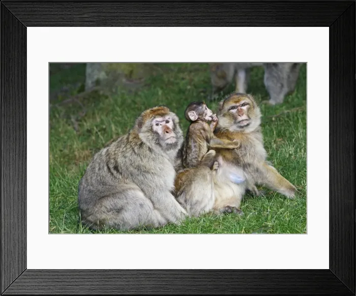 Framed Print : Picture No. 10888477