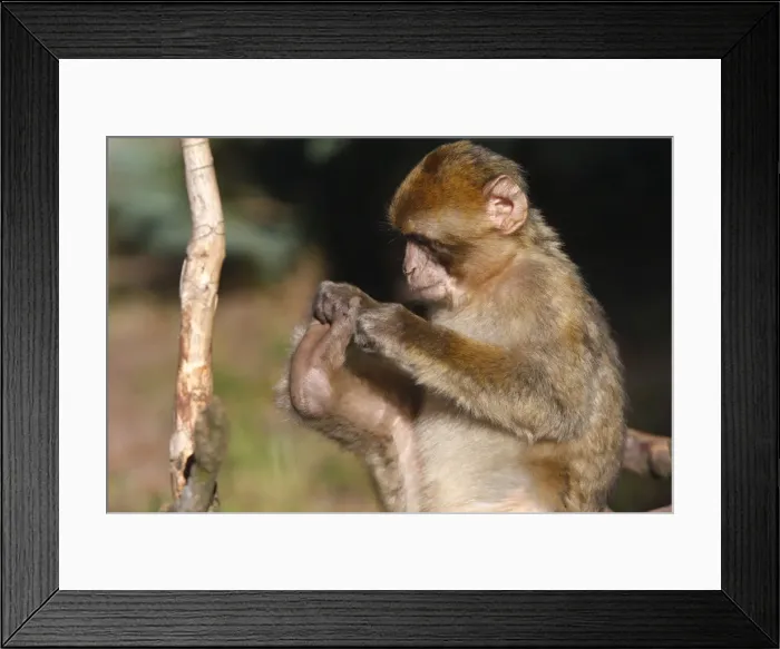 Framed Print : Picture No. 10888474 Framed Print : Picture No. 10888474
