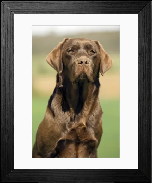 Framed Print : Picture No. 10888815 Framed Print : Picture No. 10888815