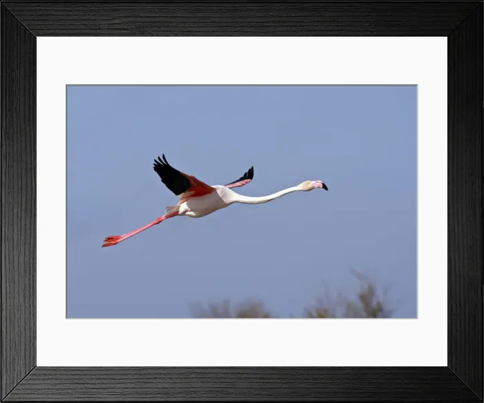 Framed Print : Picture No. 10888496 Framed Print : Picture No. 10888496