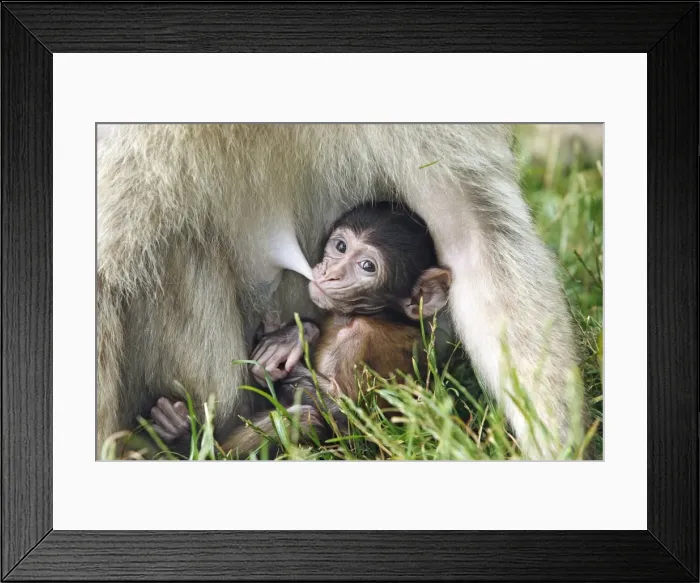 Framed Print : Picture No. 10888459 Framed Print : Picture No. 10888459