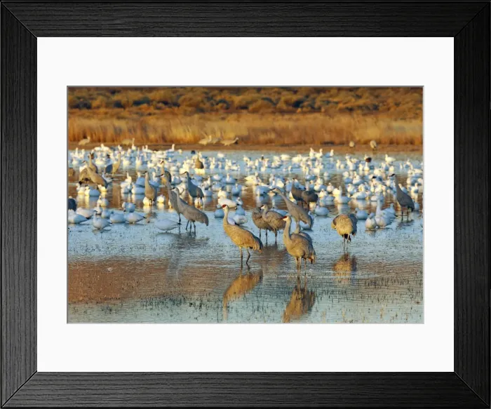 Framed Print : Picture No. 10888635 Framed Print : Picture No. 10888635