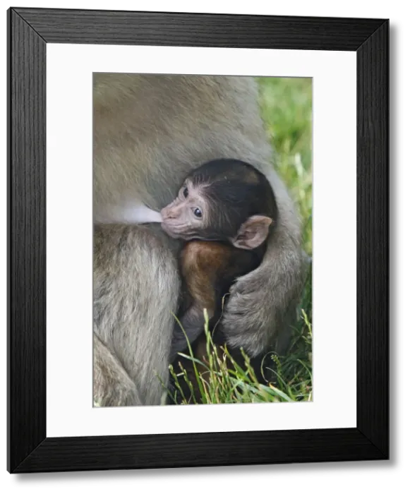 Framed Print : Picture No. 10888458 Framed Print : Picture No. 10888458