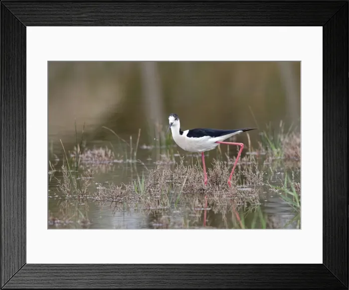 Framed Print : Picture No. 10888486 Framed Print : Picture No. 10888486