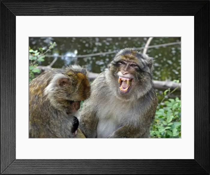 Framed Print : Picture No. 10888484 Framed Print : Picture No. 10888484