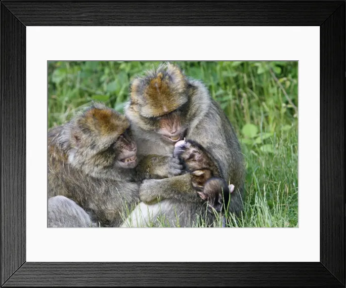 Framed Print : Picture No. 10888464 Framed Print : Picture No. 10888464