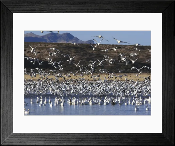 Framed Print : Picture No. 10888657 Framed Print : Picture No. 10888657