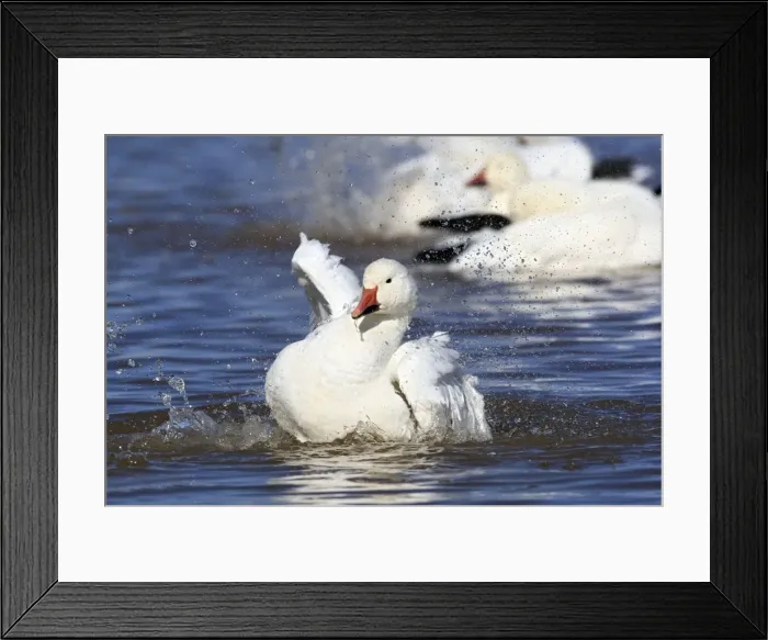 Framed Print : Picture No. 10888687 Framed Print : Picture No. 10888687