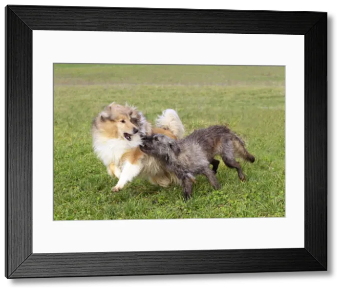 Framed Print : Picture No. 10888819 Framed Print : Picture No. 10888819