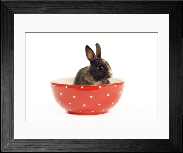 Framed Print : Picture No. 10888797