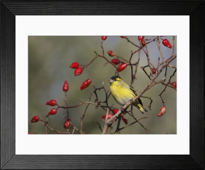 Framed Print : Picture No. 10888447 Framed Print : Picture No. 10888447