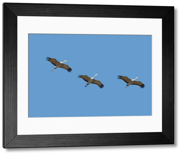 Framed Print : Picture No. 10888642 Framed Print : Picture No. 10888642