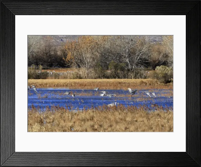Framed Print : Picture No. 10888651 Framed Print : Picture No. 10888651