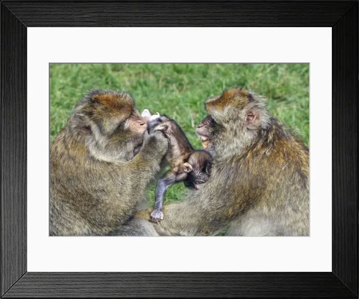 Framed Print : Picture No. 10888456 Framed Print : Picture No. 10888456