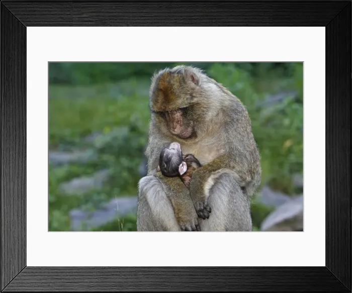 Framed Print : Picture No. 10888470 Framed Print : Picture No. 10888470