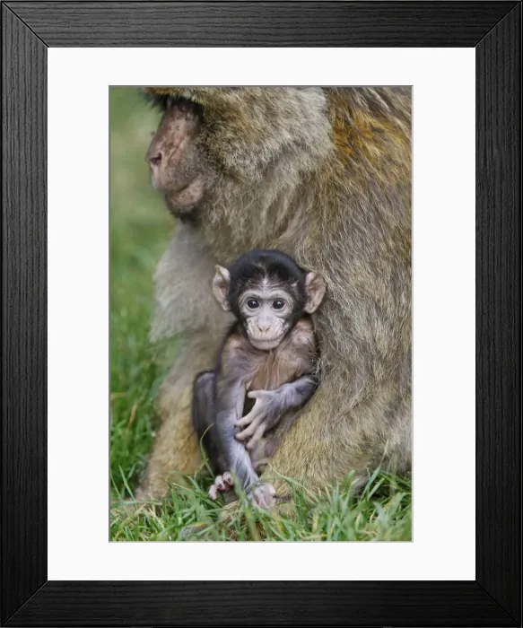 Framed Print : Picture No. 10888462 Framed Print : Picture No. 10888462