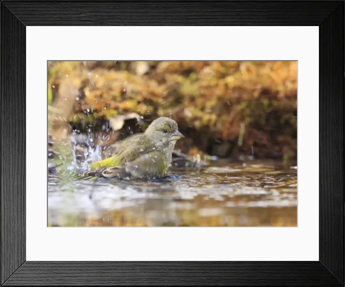 Framed Print : Picture No. 10888451 Framed Print : Picture No. 10888451