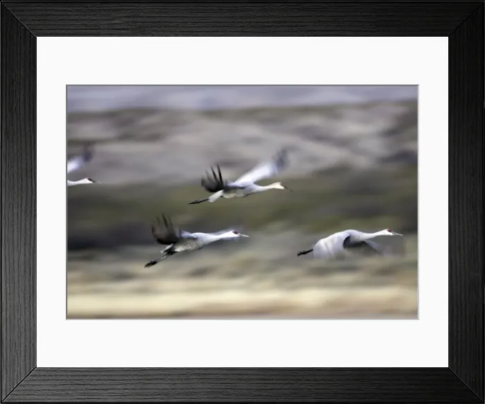 Framed Print : Picture No. 10888671 Framed Print : Picture No. 10888671