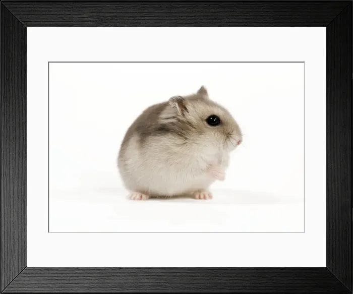 Framed Print : Picture No. 10888791 Framed Print : Picture No. 10888791