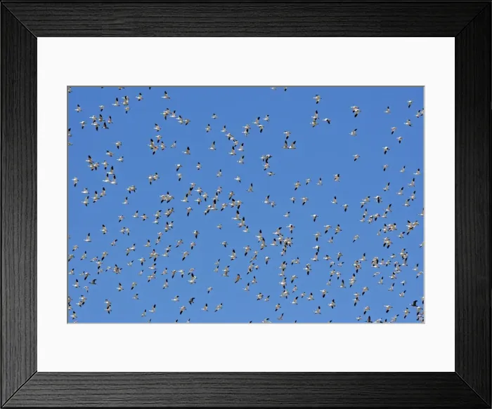 Framed Print : Picture No. 10888654 Framed Print : Picture No. 10888654