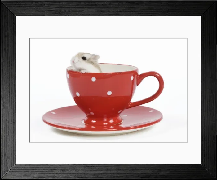 Framed Print : Picture No. 10888810 Framed Print : Picture No. 10888810