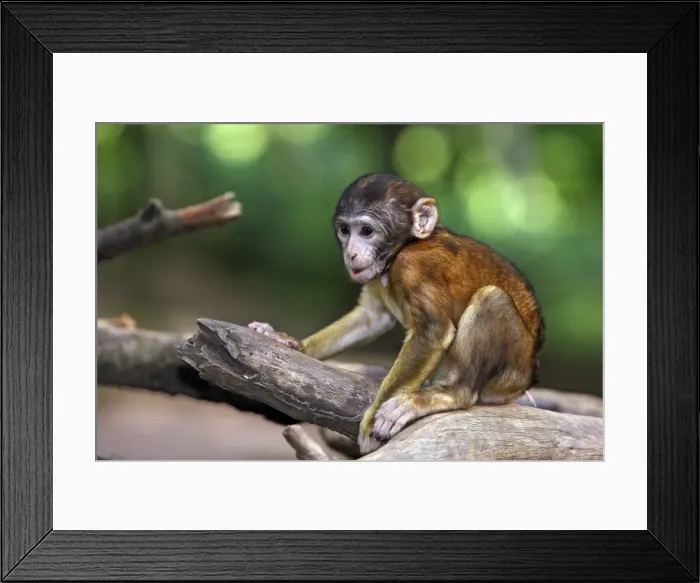 Framed Print : Picture No. 10888480 Framed Print : Picture No. 10888480