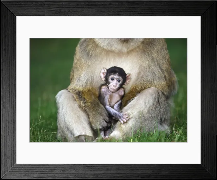 Framed Print : Picture No. 10888482 Framed Print : Picture No. 10888482