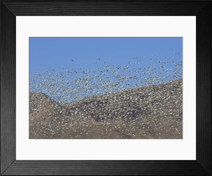 Framed Print : Picture No. 10888684 Framed Print : Picture No. 10888684