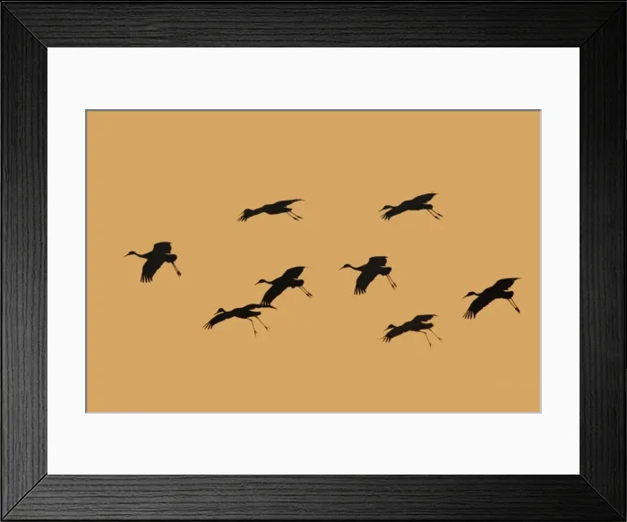 Framed Print : Picture No. 10888644
